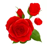 گل رز Rose Flower