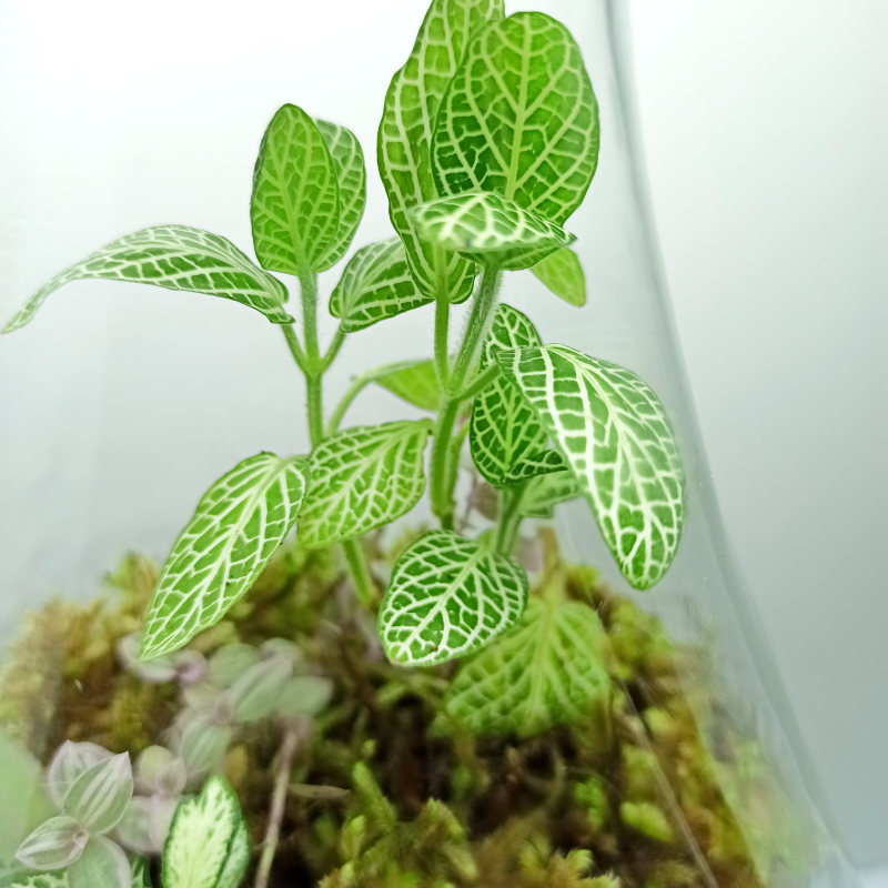 تراریوم گیاه طبیعی مدل پوپک