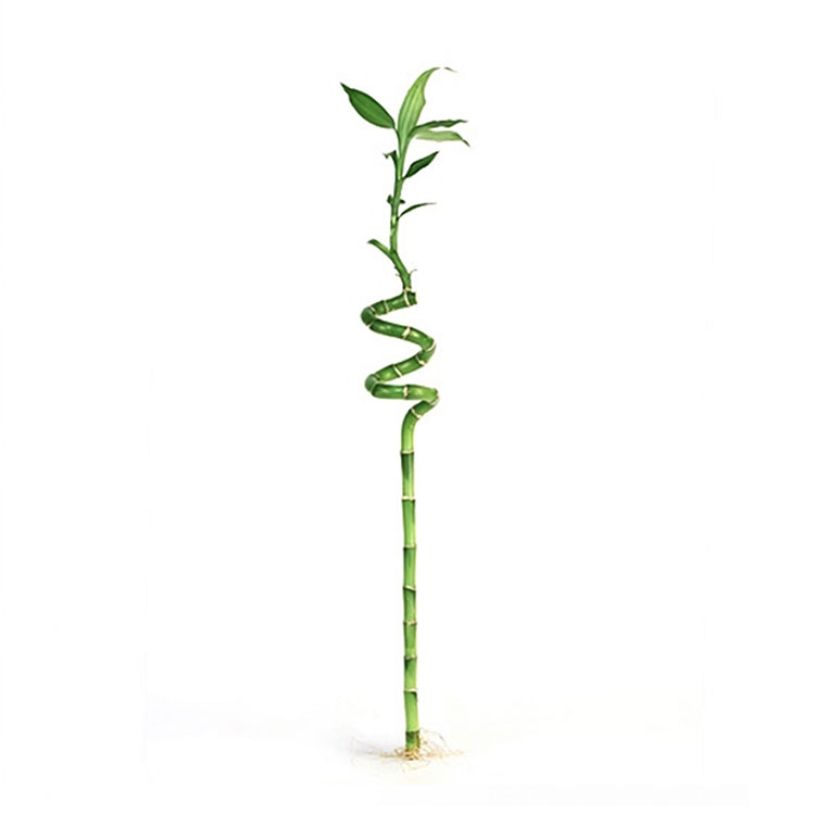(۶۰)گیاه بامبو شاخه ای