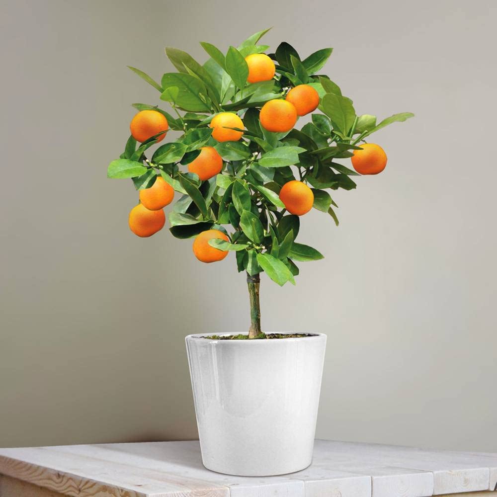 (۲۱)کامکوات .درختچه پرتقال