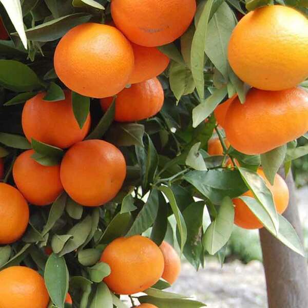 کامکوات درختچه پرتقال (۲۱)