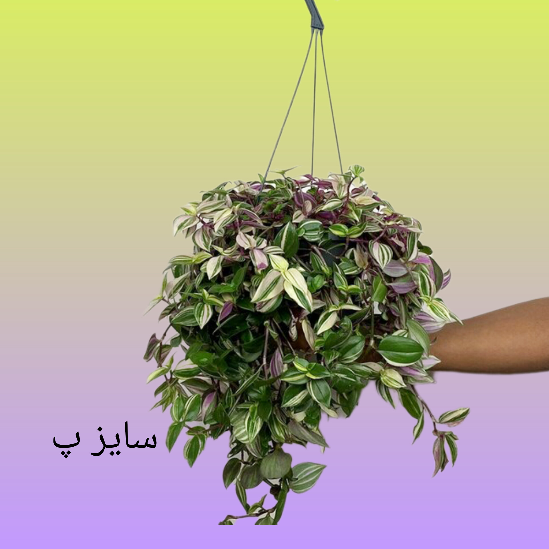 برگ بیدی