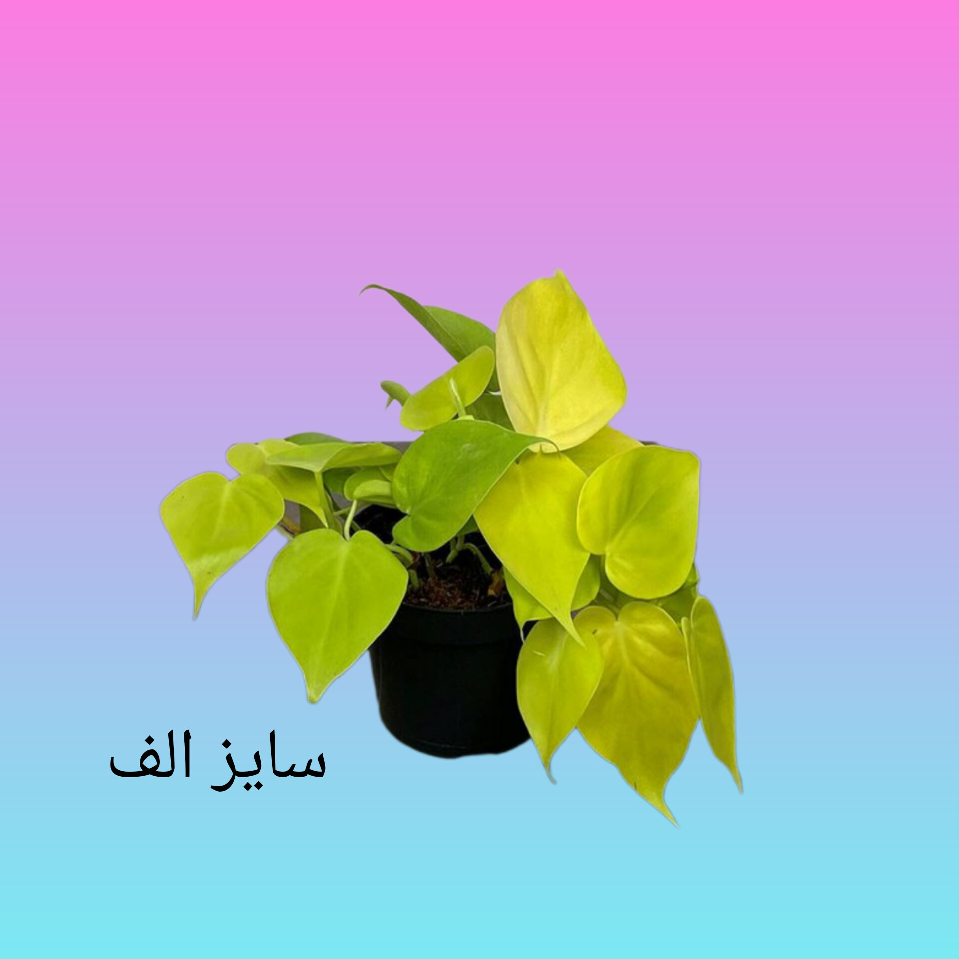 پتوس قلبی (۵۲۲)